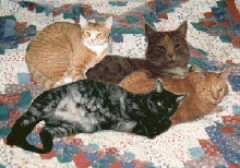 All Four on the Bed