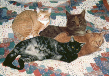 All Four on the Bed