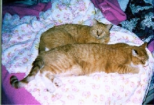 Gus and Angel Friend Brahmies