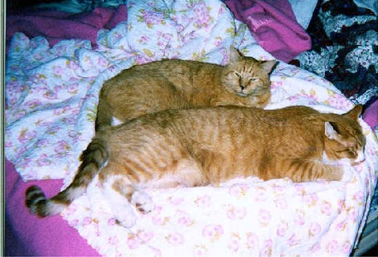 Gus and Angel Friend Brahmies