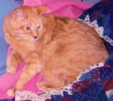 Gussie Beautiful picture
