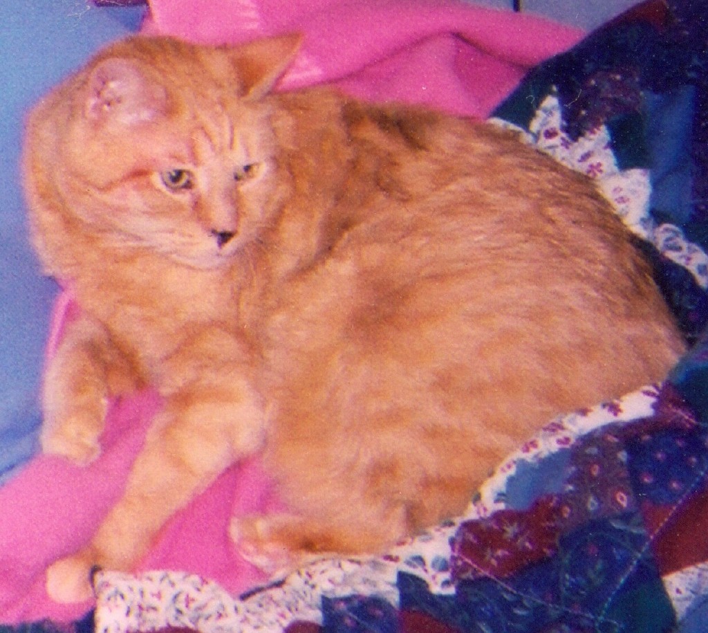 Gussie Beautiful picture