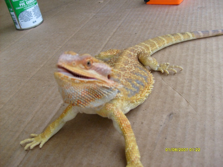 dragon