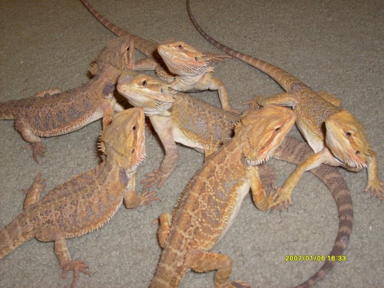 Dragons