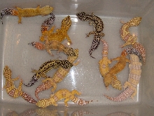 Gecko Breeders