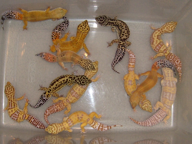 Gecko Breeders