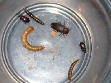 Mini Mealworms