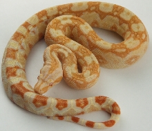 sharp sunglow