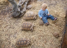 Sulcata watcher