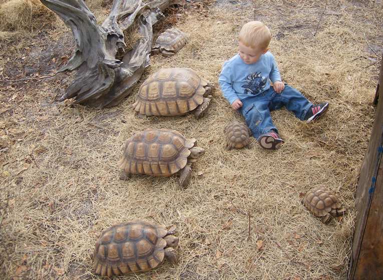 Sulcata watcher