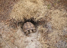 Sulcata hole