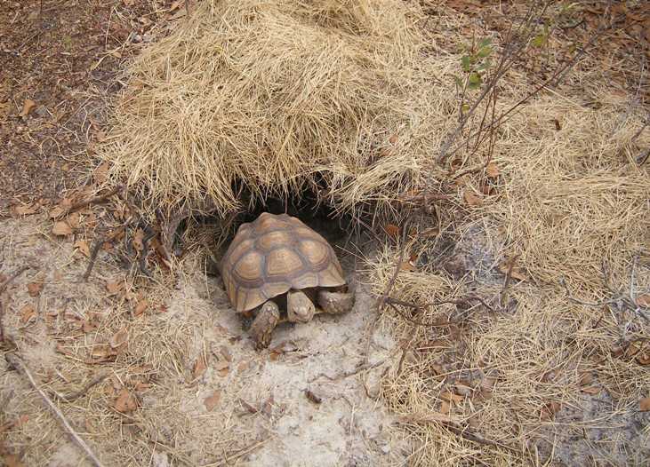 Sulcata hole