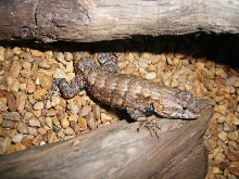 lizard