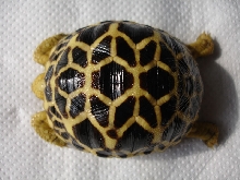 nice shape and pattern