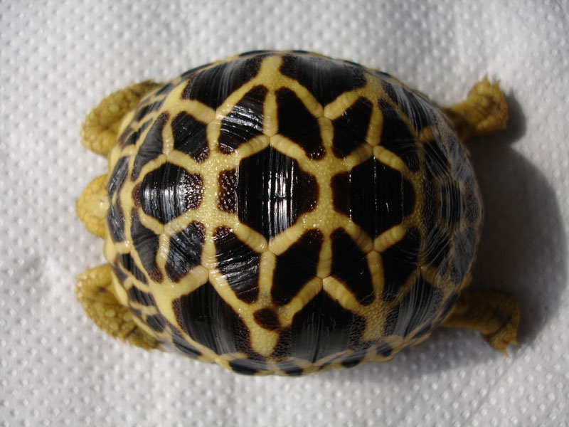 nice shape and pattern
