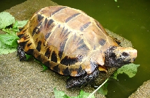 My Impressed tortoise