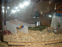 corn2