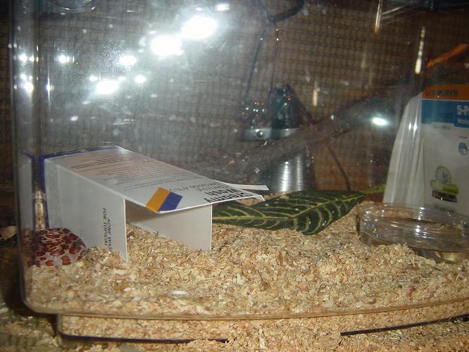 corn2