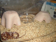 corn3