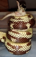 coils