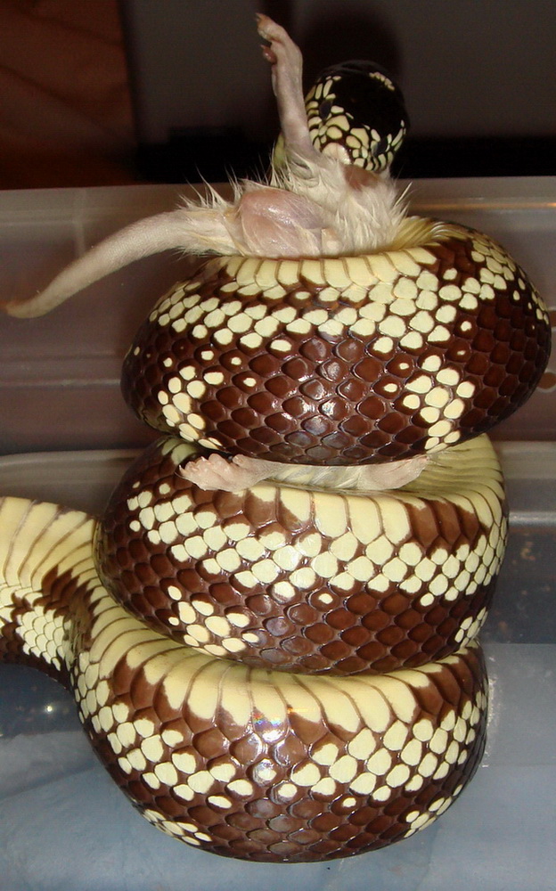 coils