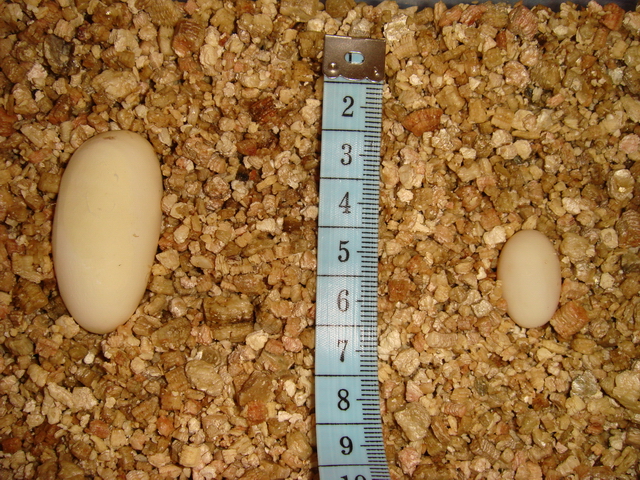 18mm variable king egg next to normal