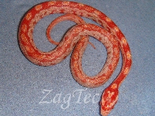 ZagTec