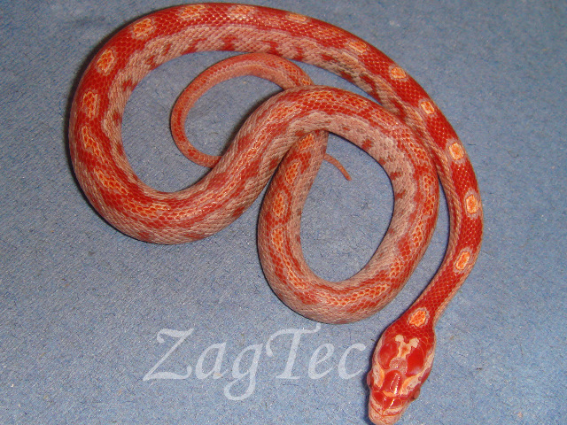ZagTec
