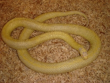 Albino banana king