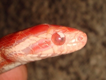 eye a