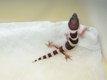 Another Baby