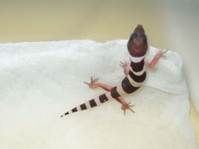 Another Baby