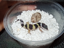New Baby