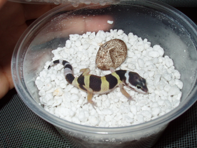 New Baby