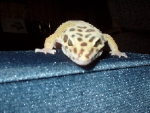 Scary Callia