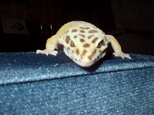 Scary Callia