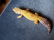 Callia's Color