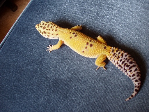 Callia's Color