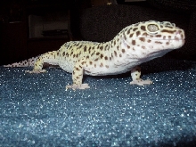 Zia relaxing