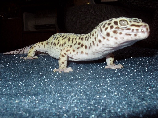 Zia relaxing