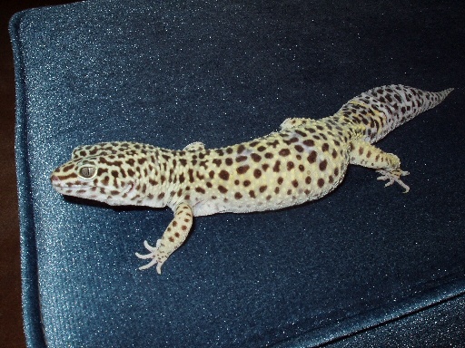 Zia relaxing again