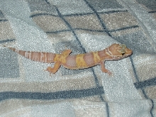 albino