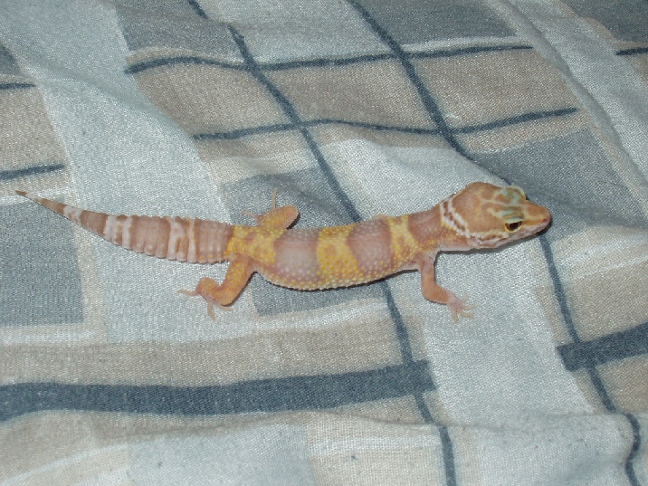 albino