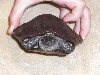 Unknown turtle1