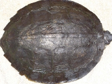 Unknown turtle2