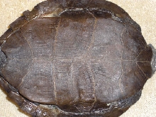Unknown turtle3