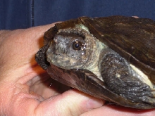 Unknown turtle4