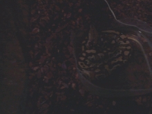blood1