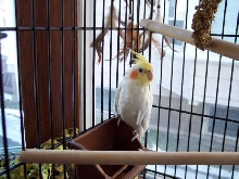 My bird