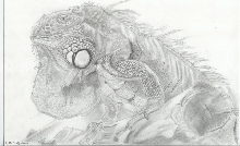 Green Iguana